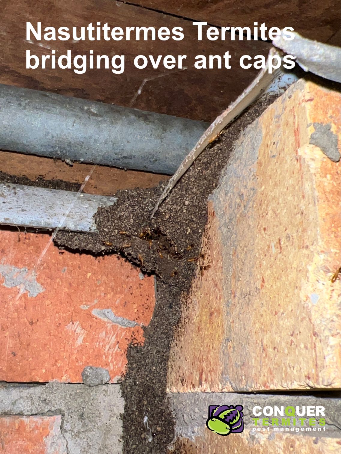 Ant Caps Don’t Stop Termites!