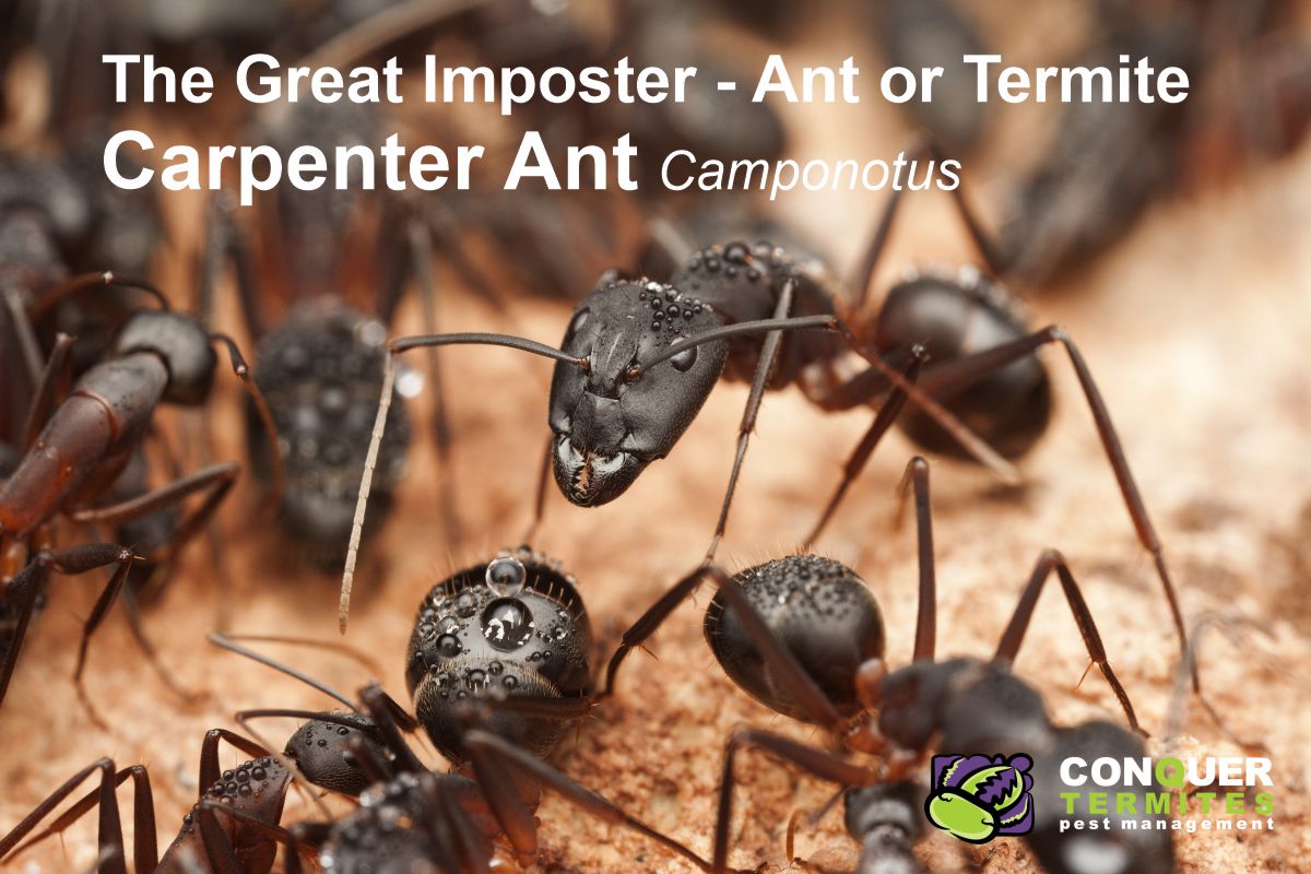 Can Black Ants cause damage like Termites?
